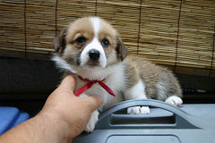 Resize of IMG_0134_thumb.jpg