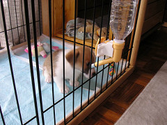 Resize of PICT0526_thumb.jpg