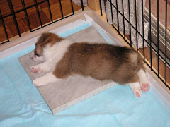 Resize of PICT0529_thumb.jpg