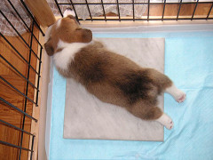 Resize of PICT0530_thumb.jpg