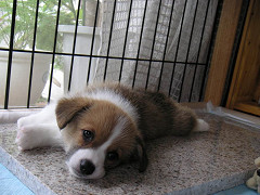 Resize of PICT0537_thumb.jpg