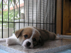 Resize of PICT0539_thumb.jpg