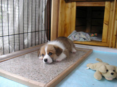 Resize of PICT0545_thumb.jpg