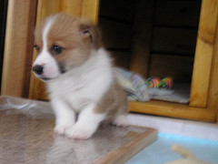 Resize of PICT0549_thumb.jpg