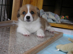 Resize of PICT0551_thumb.jpg