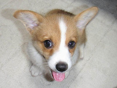 Resize of PICT0617_thumb.jpg