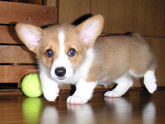 Resize of PICT0646_thumb.jpg