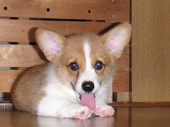 Resize of PICT0651_thumb.jpg