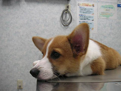 Resize of PICT0797_thumb.jpg