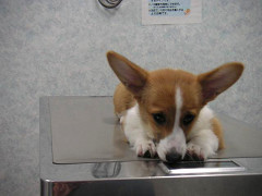 Resize of PICT0801_thumb.jpg