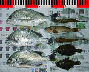 20040425_c.jpg (31607 �o�C�g)