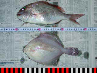 20040522_a.jpg (26646 �o�C�g)