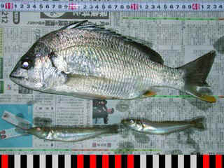 20040619_a.jpg (32205 �o�C�g)