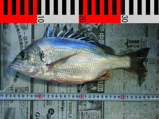 20040811_a.jpg (29349 �o�C�g)