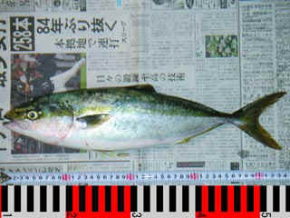 20041003_a.jpg (29560 �o�C�g)