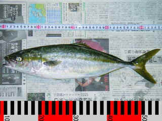 20041009_a.jpg (28528 �o�C�g)