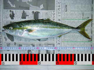 20041024_a.jpg (27914 �o�C�g)