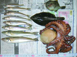 20041106_a.jpg (31655 �o�C�g)