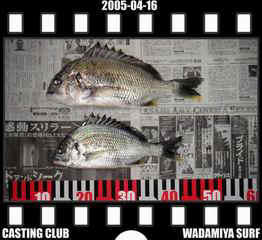 Resize of Resize of f20050416.jpg (18013 �o�C�g)