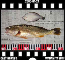 Resize of Resize of f20050424.jpg (17184 �o�C�g)