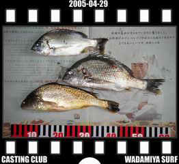 Resize of Resize of f20050429.jpg (15994 �o�C�g)