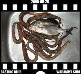 Resize of Resize of f20050626.jpg (17210 �o�C�g)