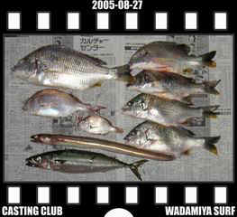 Resize of Resize of f20050827.jpg (16674 �o�C�g)