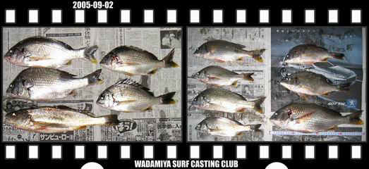 Resize of Resize of f20050902.jpg (34820 �o�C�g)