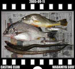 Resize of Resize of f20050911.jpg (17682 �o�C�g)