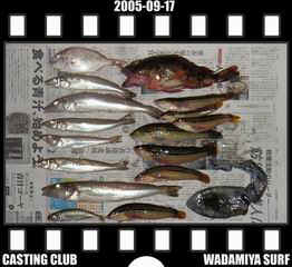 Resize of Resize of f20050917.jpg (17681 �o�C�g)