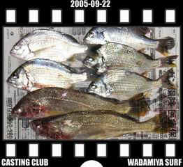 Resize of Resize of f20050922.jpg (19548 �o�C�g)