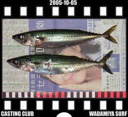 Resize of Resize of f20051005.jpg (16880 �o�C�g)