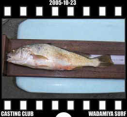 Resize of Resize of f20051023.jpg (12782 �o�C�g)