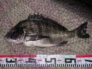 S20060811_1C.JPG - 25,810BYTES