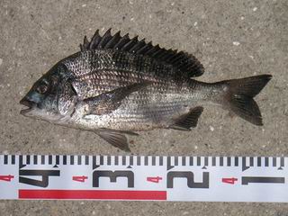 S20060811_2C.JPG - 20,252BYTES