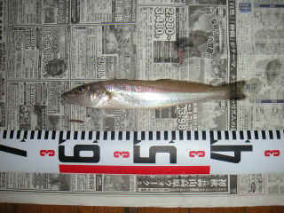 s20060820_1.jpg (78914 �o�C�g)