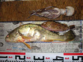 s20060826_1.jpg (70549 �o�C�g)