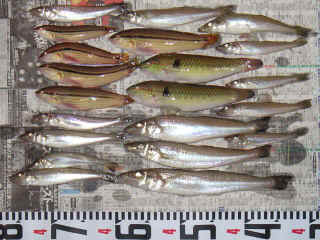 s20060901_1.jpg (77607 �o�C�g)