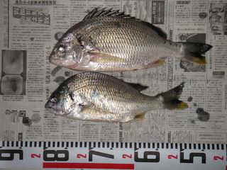 S20060908_1.JPG - 30,855BYTES