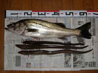 s20061112_1.JPG (26889 �o�C�g)