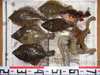 s20070104_1.JPG (148277 �o�C�g)