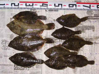 s20070317_1.JPG (48919 �o�C�g)