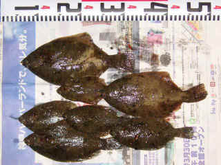 s20070331_2.JPG (43468 �o�C�g)